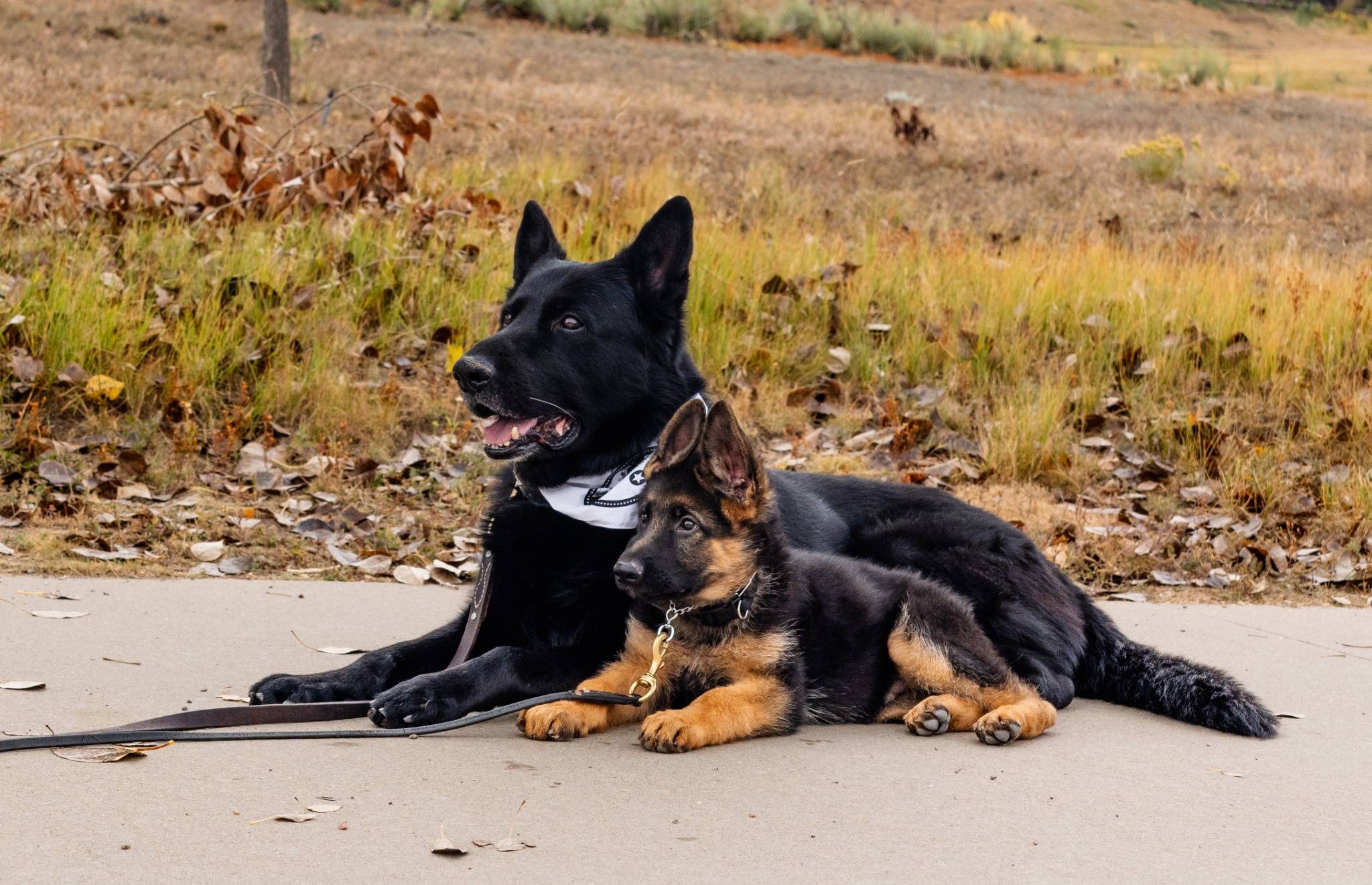 Dog training services background
